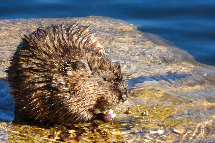 Muskrat © Matthew Watson