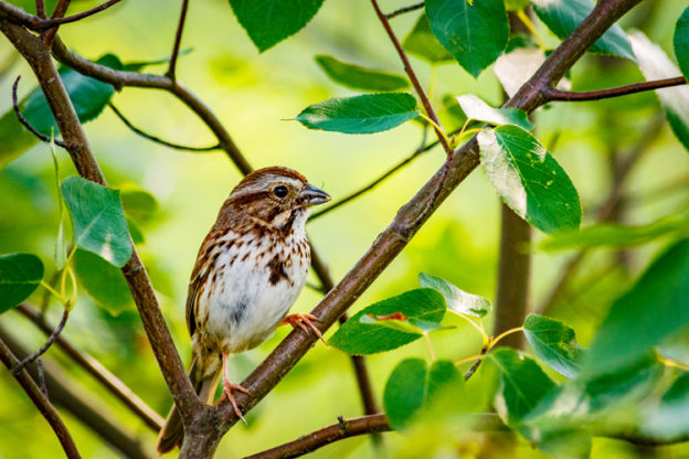 Song Sparrow © Thomas Kilian
