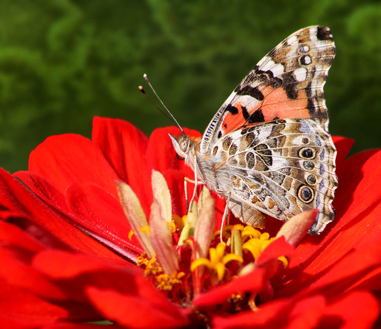 Painted Lady © Don Bullens