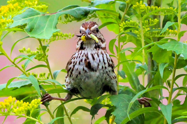 Song Sparrow © Lucy Allen