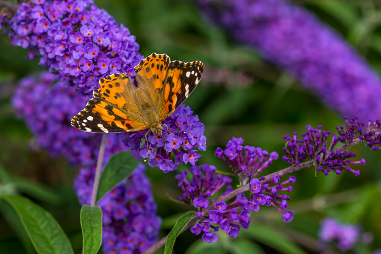 Painted Lady at Broad Meadow Brook Wildlife Sanctuary in Worcester © Belia Buys