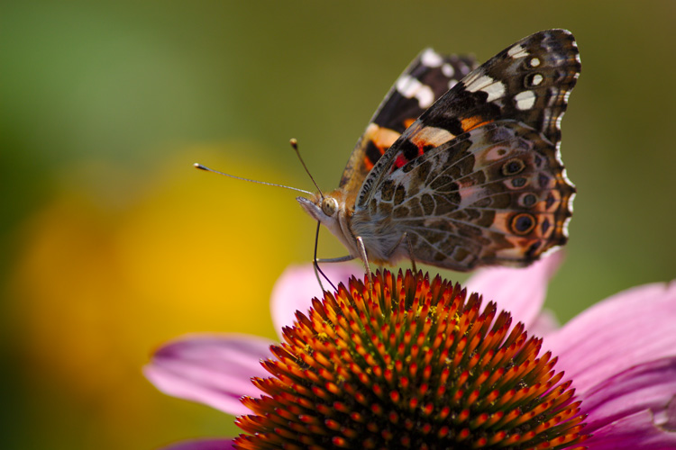 Painted Lady © David Perkins