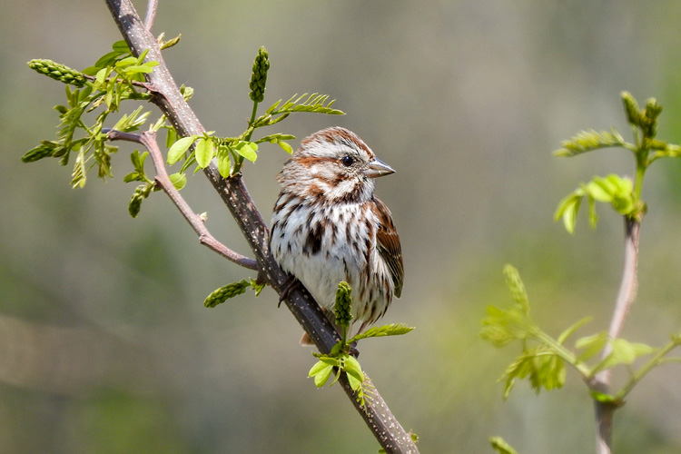 Song Sparrow © Cristina Hartshorn