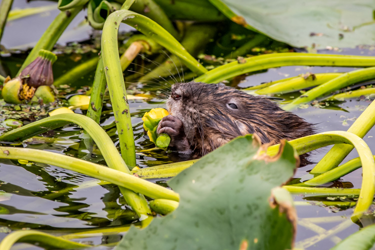 Muskrat © Yuh Yun Li