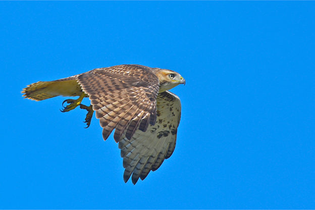 Red-tailed Hawk copyright George Brehm