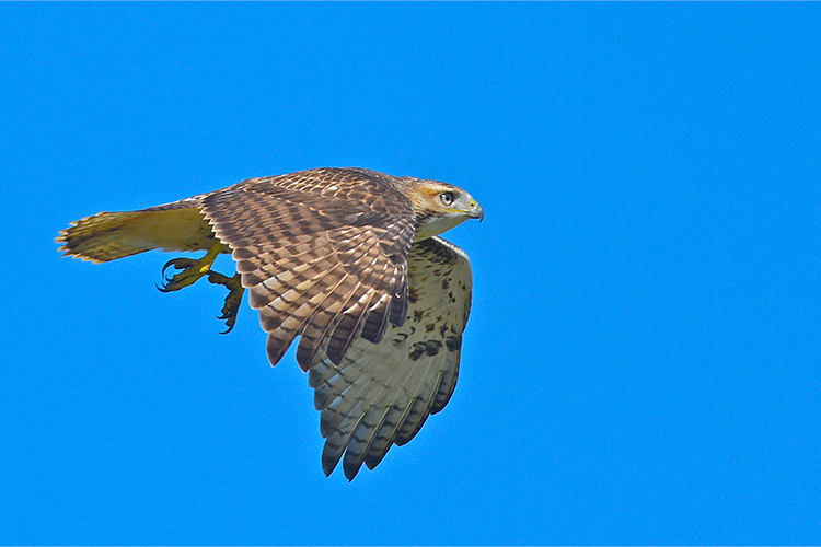 flying hawks