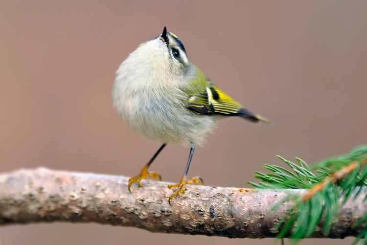 Little King, The goldcrest is called the king of the birds…