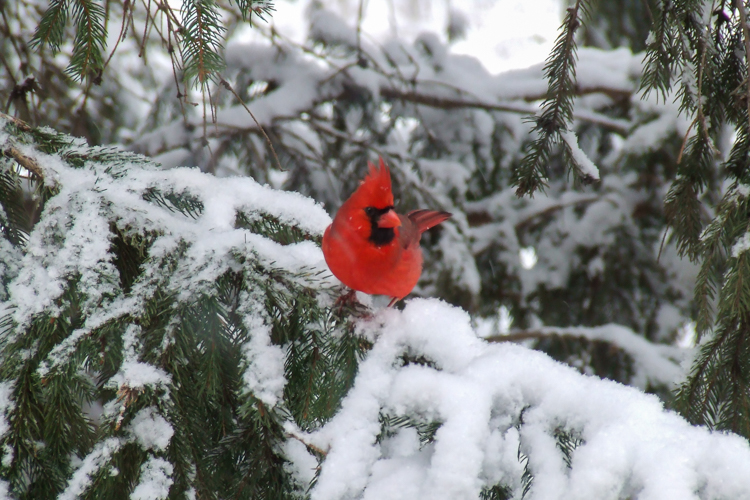 Northern Cardinal © James Minichiello