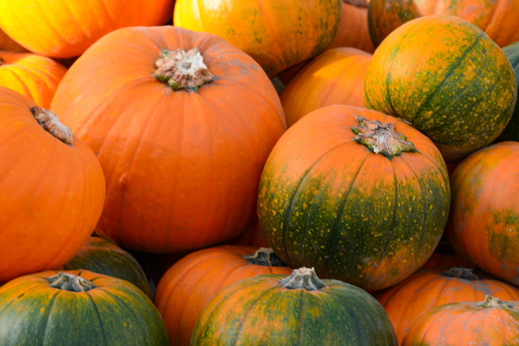 Pumpkins © Beth Del Bono