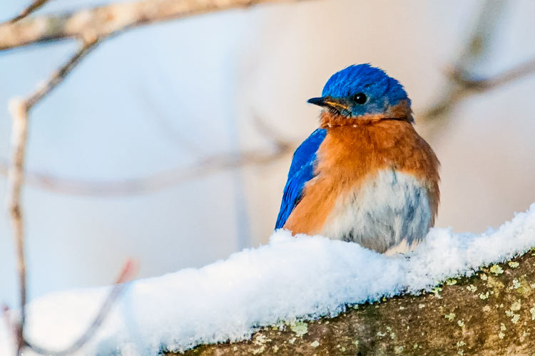 Eastern Bluebird © Norman Corliss