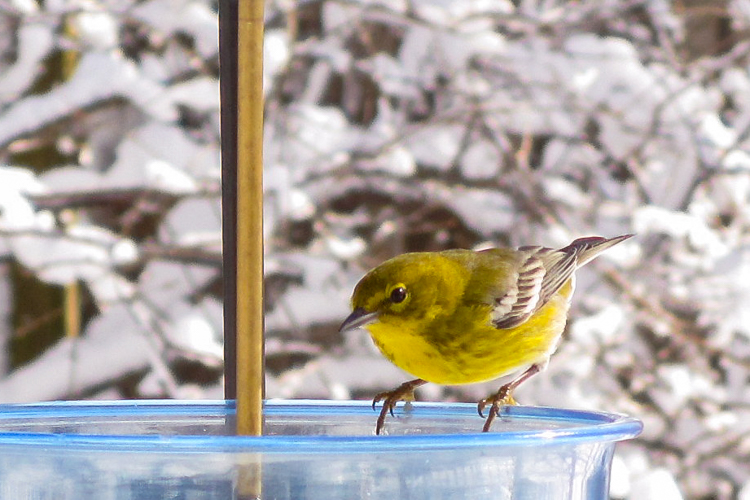 Pine Warbler © Susan Bryant