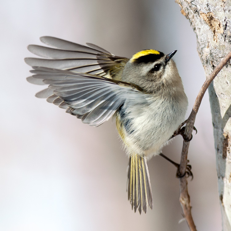 Golden-crowned Kinglet © Nathan Goshgarian