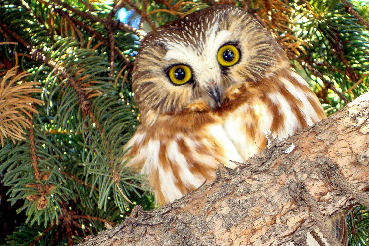 Northern Saw-whet Owl © Jennifer Johnston