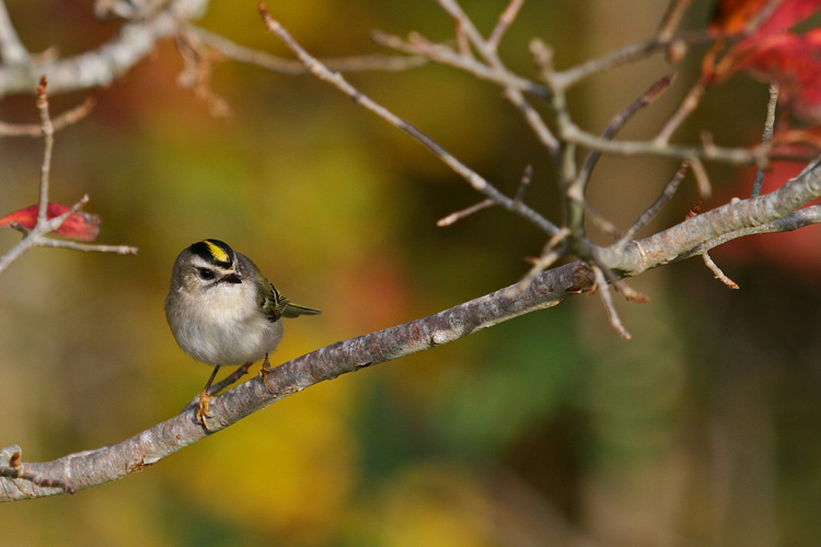 Golden-crowned Kinglet © Mary Keleher