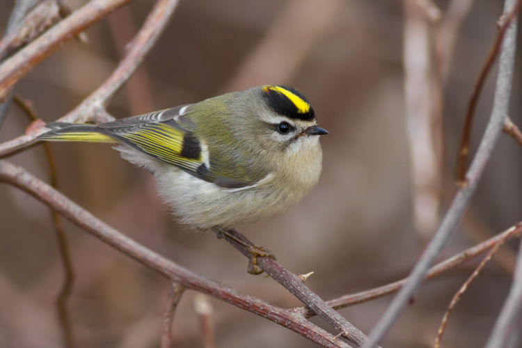 Golden-crowned Kinglet © Davey Walters