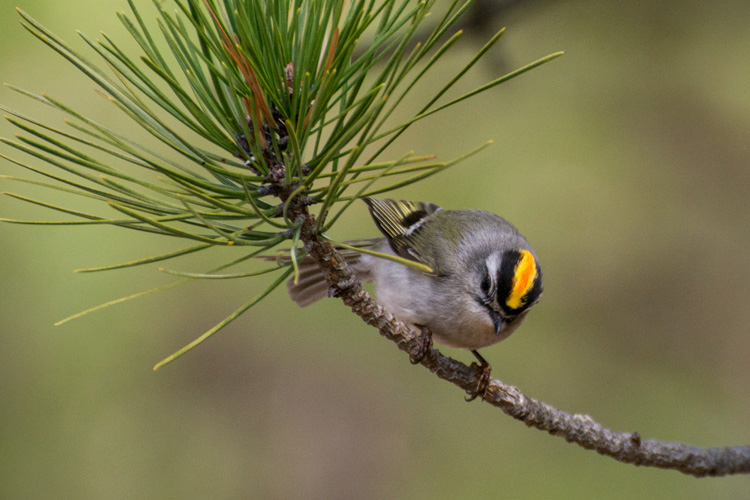 Golden-crowned Kinglet © Claudia Carpinone