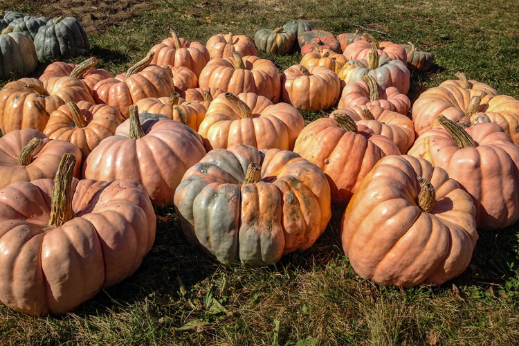 Pumpkins in Bolton, MA © Carmella Kurriss