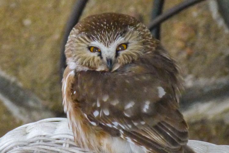 Northern Saw-whet Owl © Diane Koske