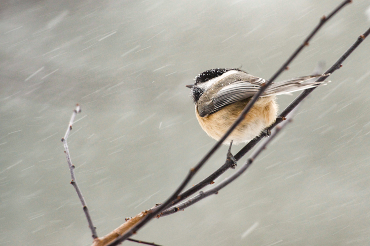 Black-capped Chickadee © Katie Busick