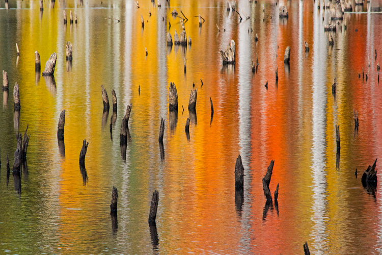 Fall Foliage Reflections at Waseeka Wildlife Sanctuary © Cheryl Rose