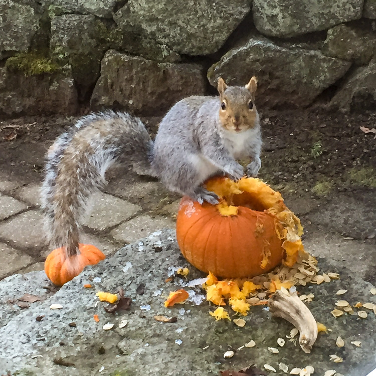 Squirrel munching on a pumpkin in Gloucester, MA © Suzanne Sweeney