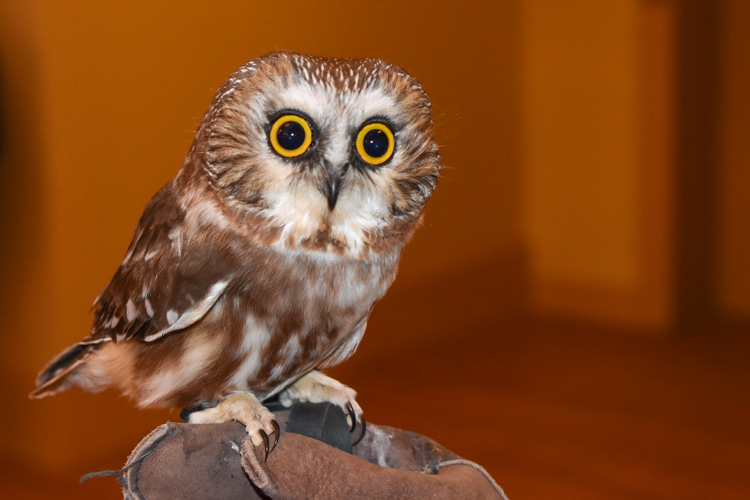 Northern Saw-whet Owl © Janice Berte