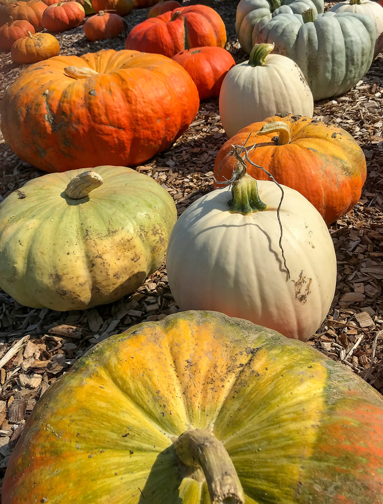 Pumpkins at a farm stand in Methuen, MA © Nancy Rich