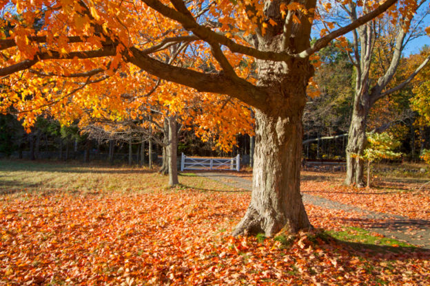 Fall Leaves © Ken Conway