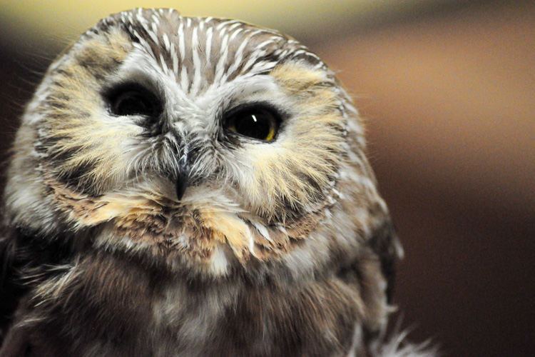 Northern Saw-whet Owl © Heather Demick