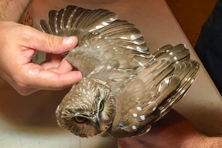 Northern Saw-whet owl at the Drumlin Farm bird banding and research station