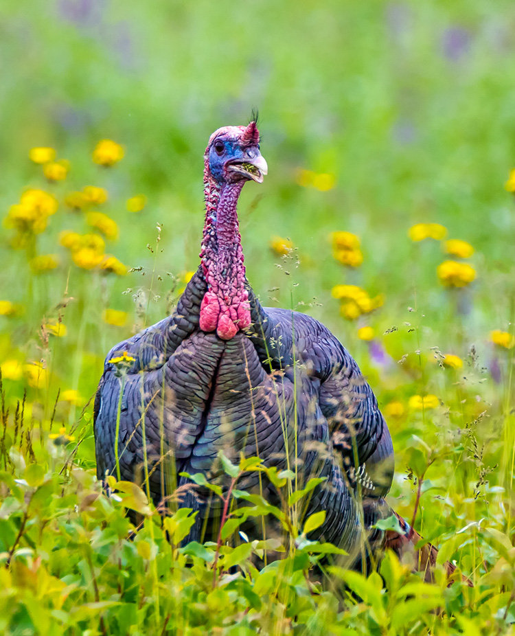 Wild Turkey © Cynthia Vogan