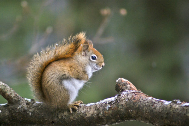 American Red Squirrel © Sue Feldberg