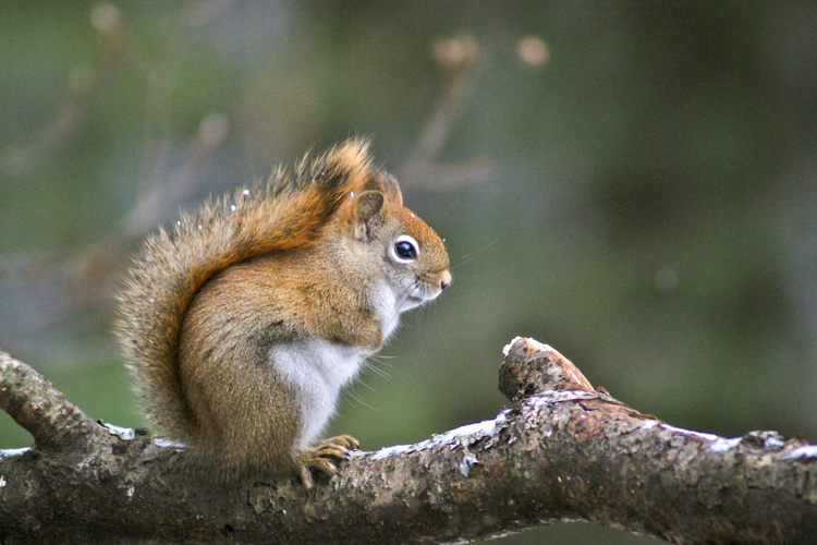 American Red Squirrel © Sue Feldberg