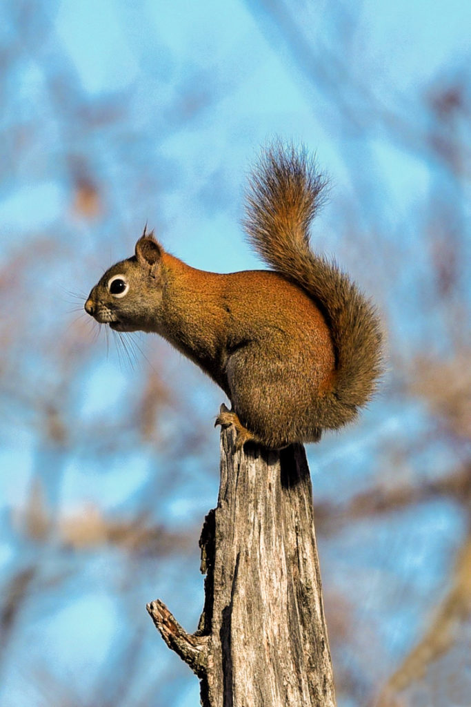 American Red Squirrel © Martha Akey