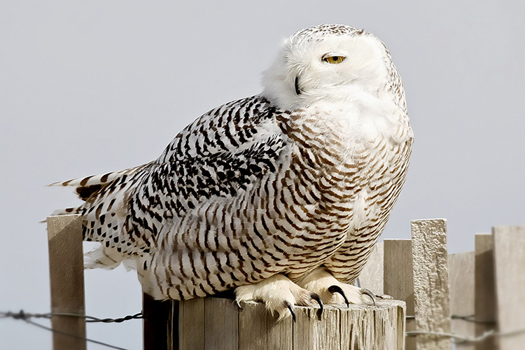 Snowy Owl © Karen Walker