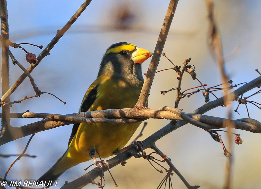 Evening Grosbeak © Jim Renault