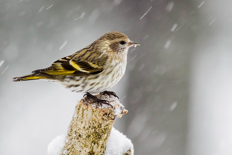 Pine Siskin. Photo © Terri Nicker