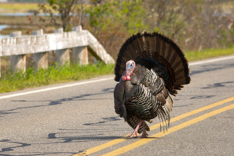 Wild Turkey © Brad Dinerman