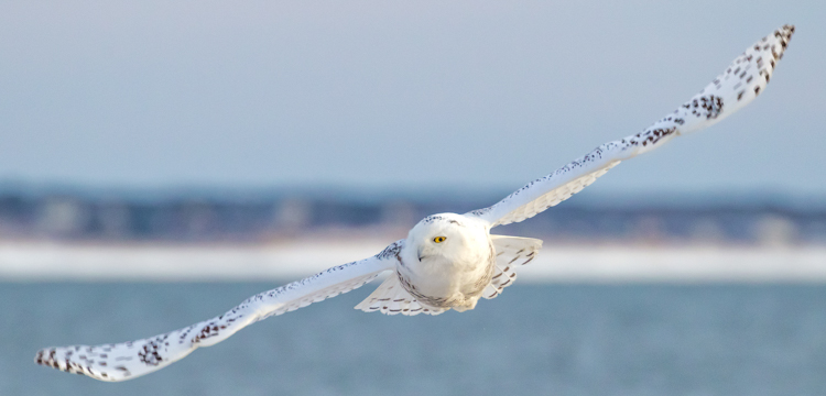 Snowy Owl © A. Grigorenko