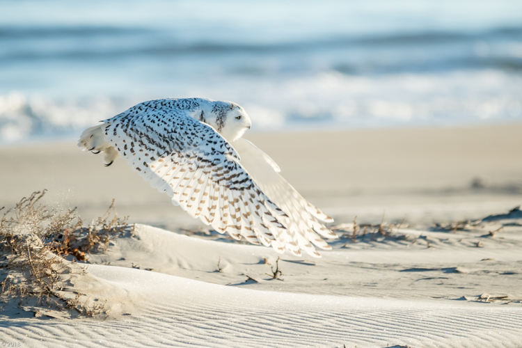 Snowy Owl © Paul Malenfant
