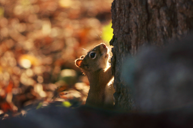 American Red Squirrel © Sophia Li