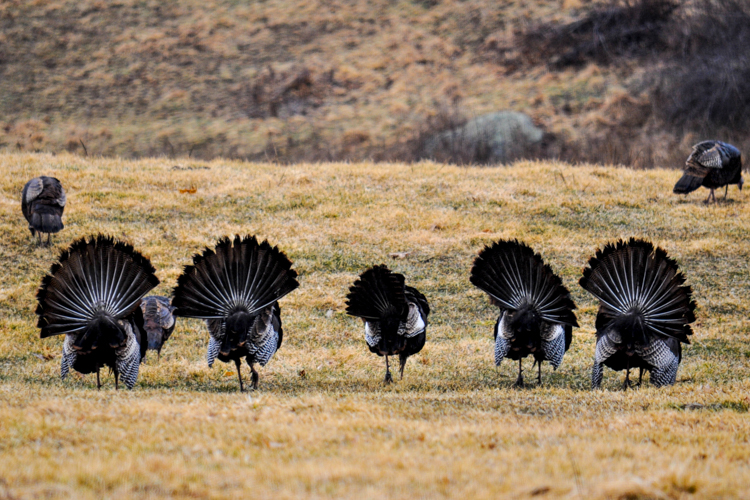 Wild Turkeys © Bruce Carnevale