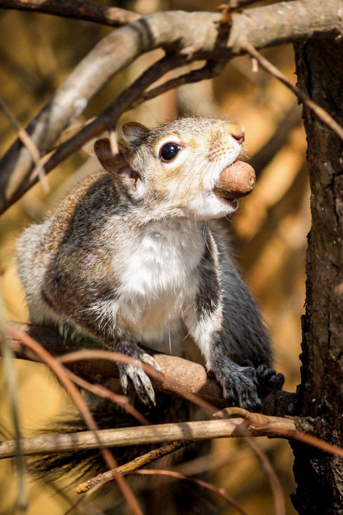 Eastern Gray Squirrel © Alex Renda