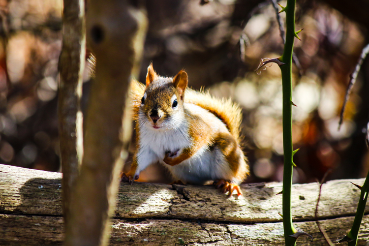 American Red Squirrel © Jason Barcus