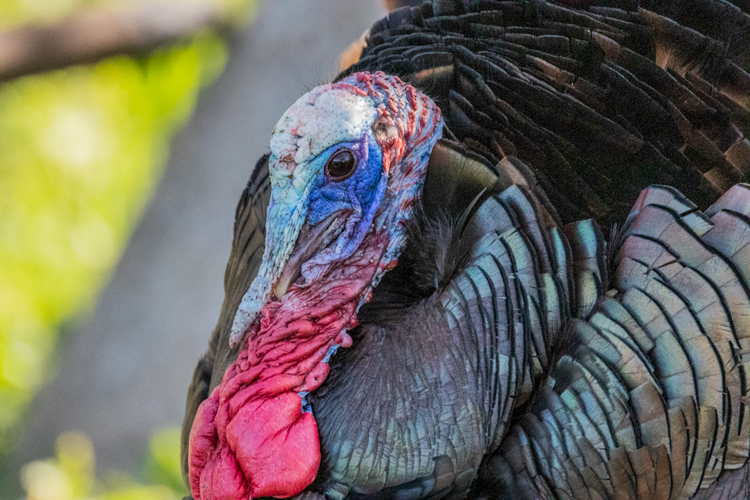 Wild Turkey © Stewart Ting Chong