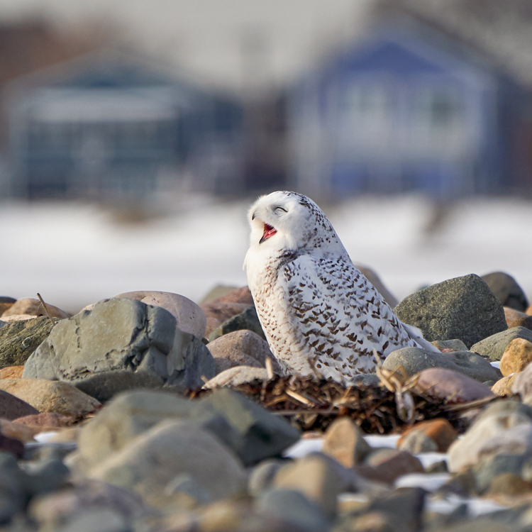 Snowy Owl © Jenny Zhao