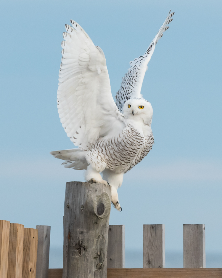 Snowy Owl © Sara Silverberg