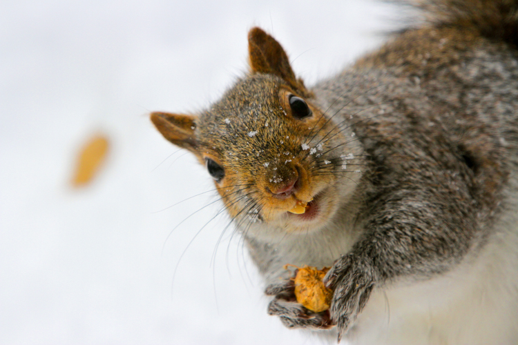 Eastern Gray Squirrel © Kim Nagy