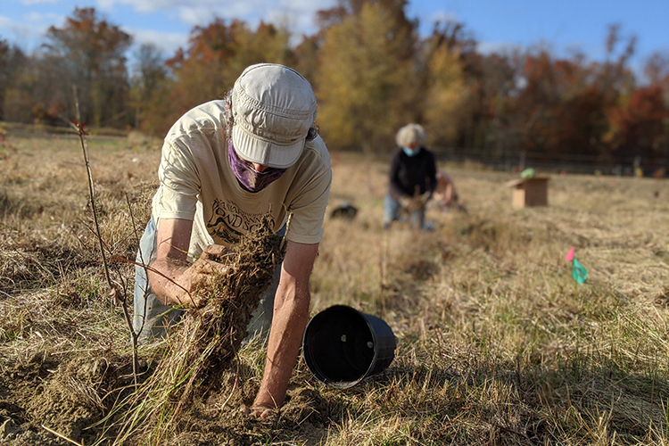 Volunteer planting a tree at Arcadia