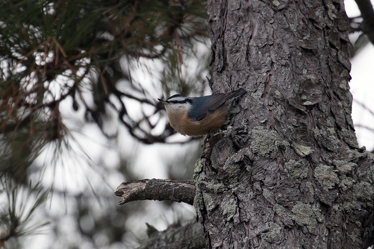 Red-breasted Nuthatch